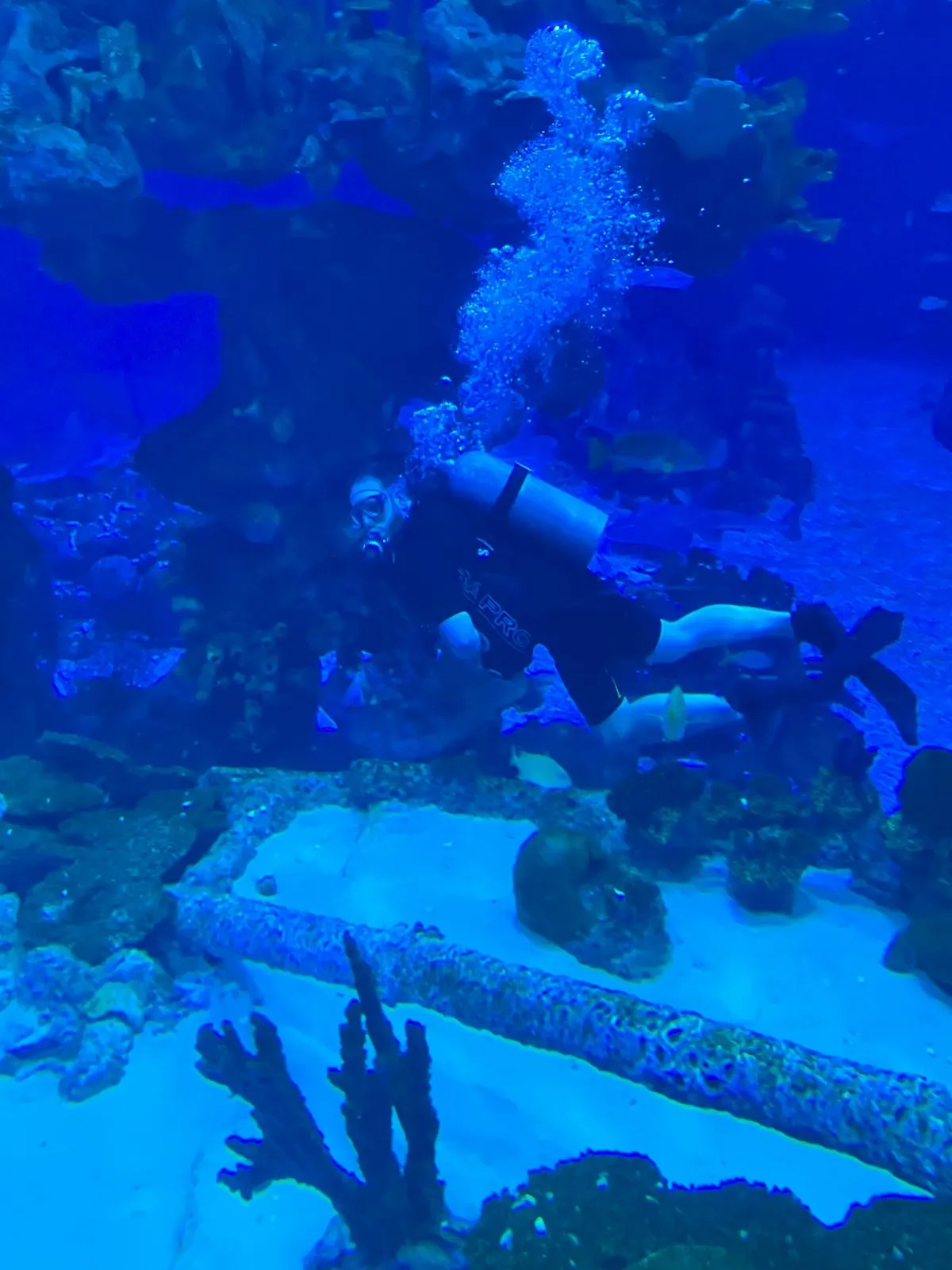 Epcot divequest 4