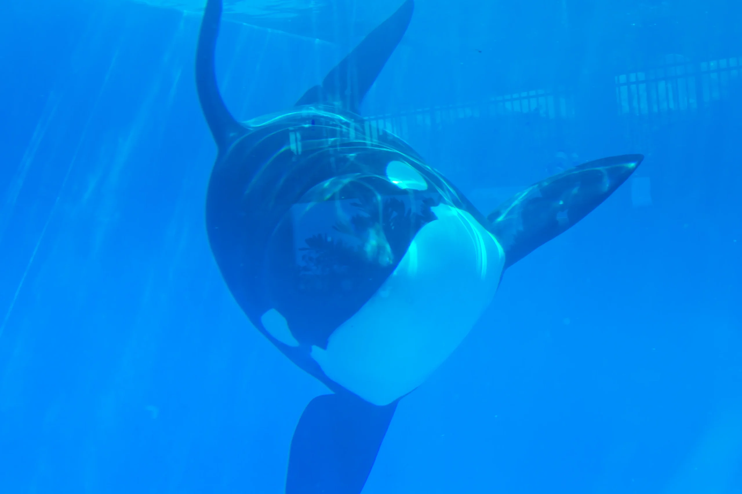 Seaworld orca 1