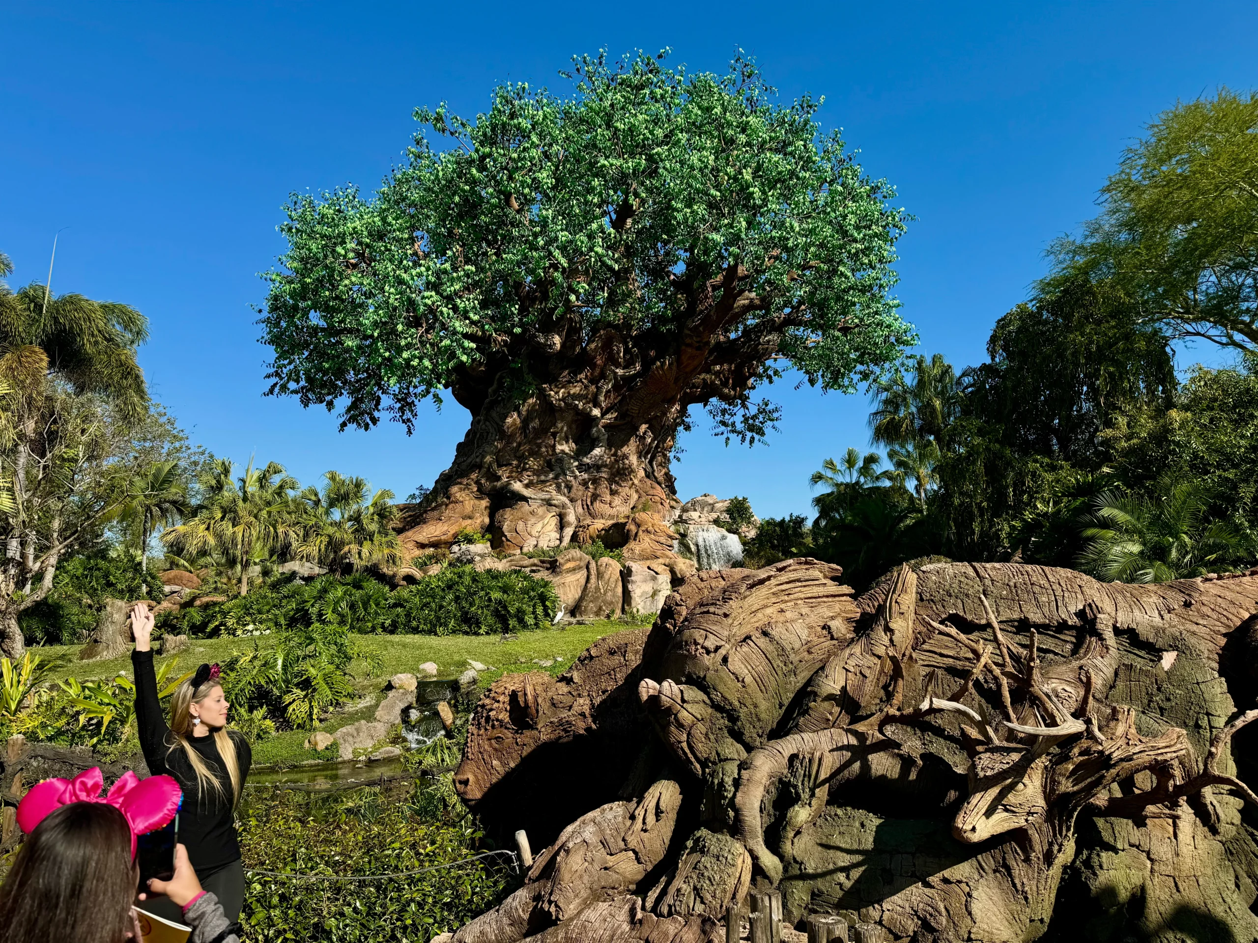Tree of life at Disney Animal Kingdom