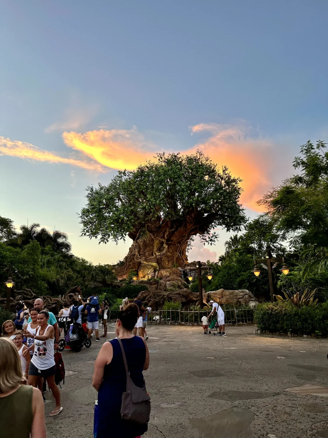 Tree of life at dusk
