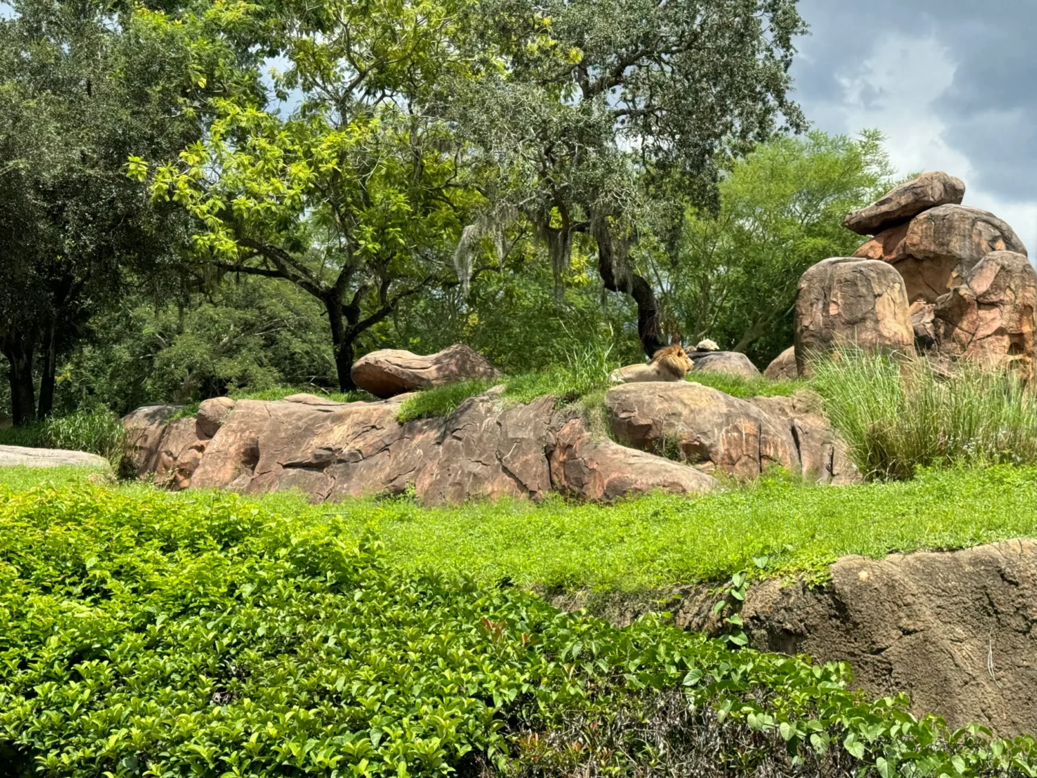 Kilimanjaro Safaris, Animal Kingdom, Lions