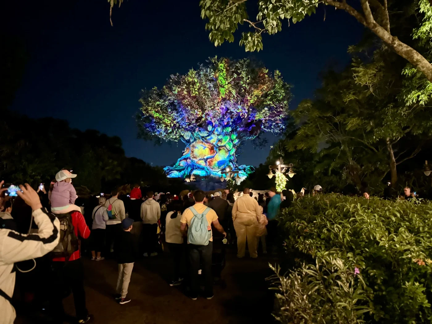 Tree at Life nighttime projection show