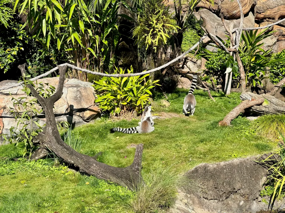 Ring Tailed Lemur
