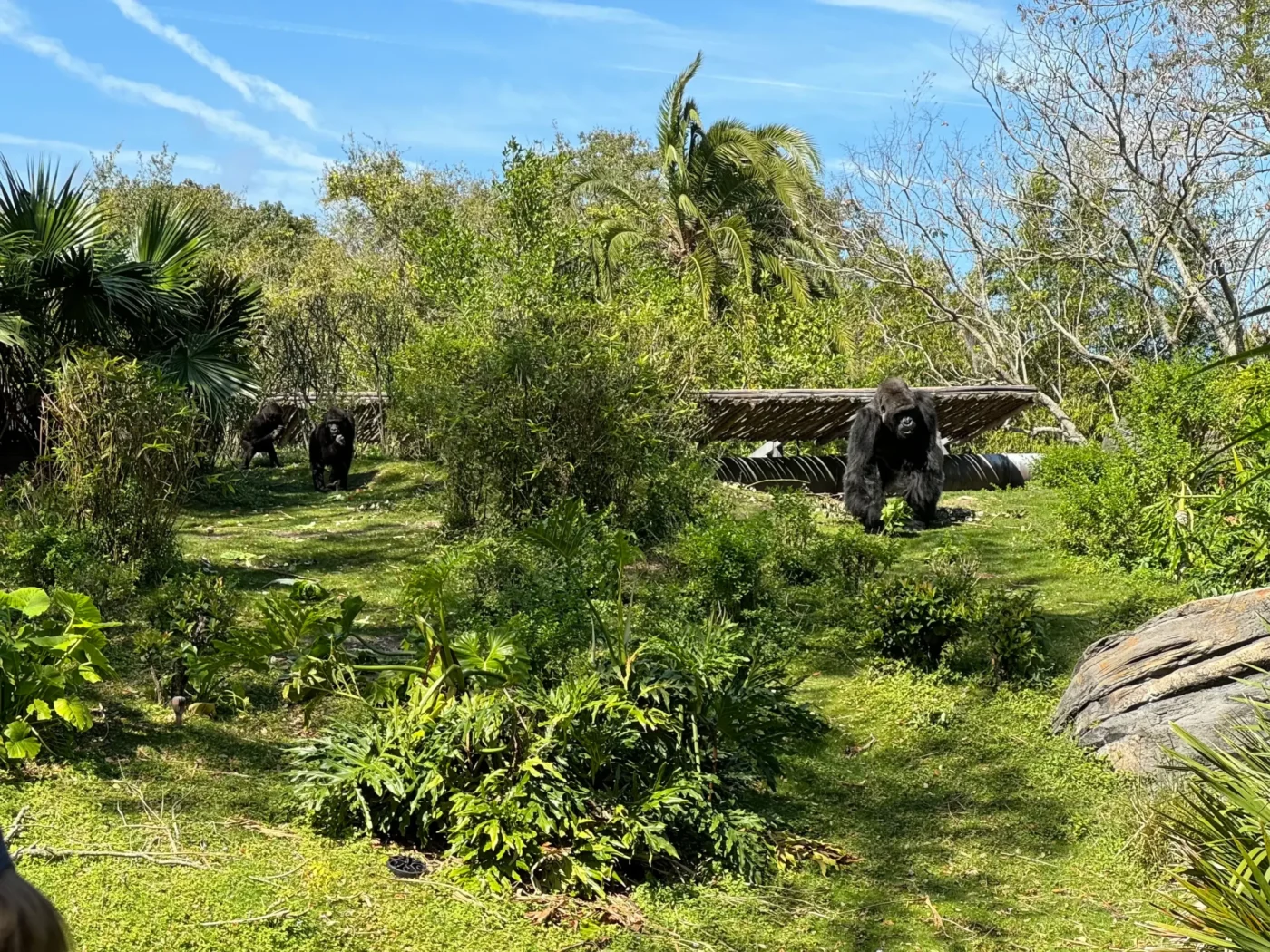 Gorilla Falls Exploration Trail