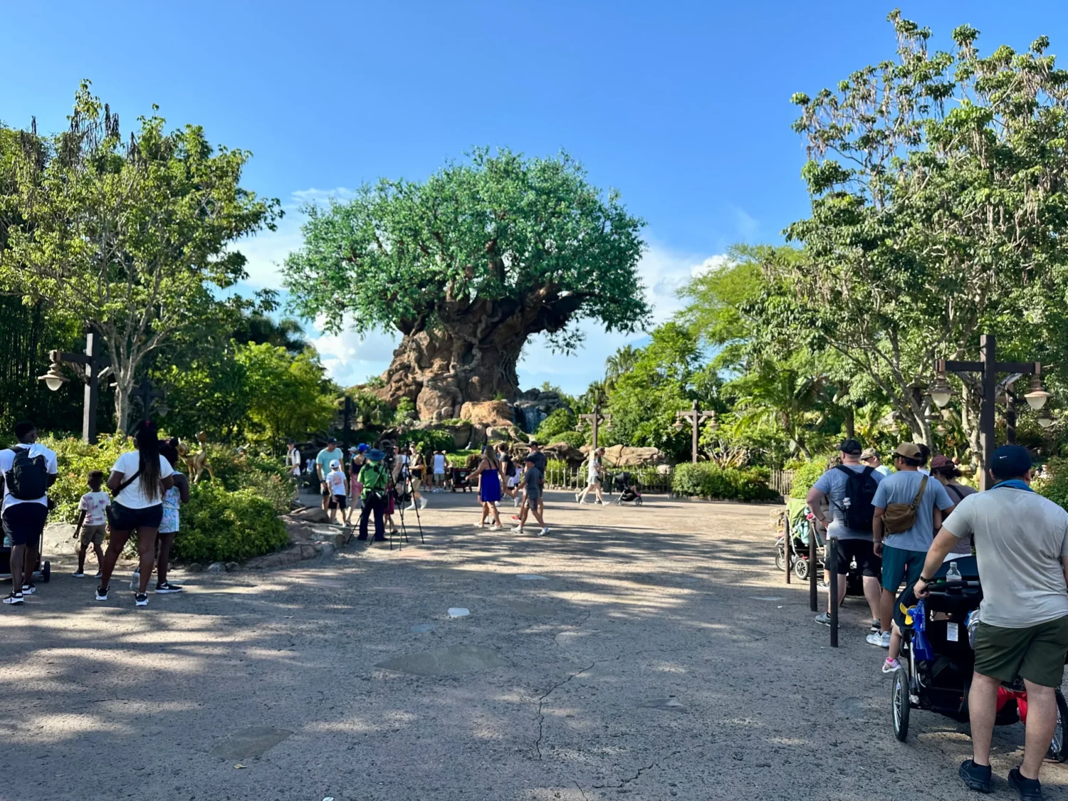 Tree of life 3